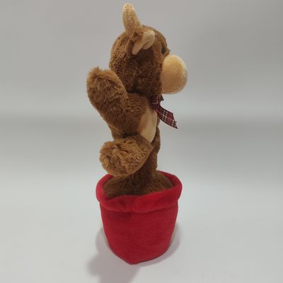 วัวไฮแลนด์ร้องเพลงและเต้นรำ