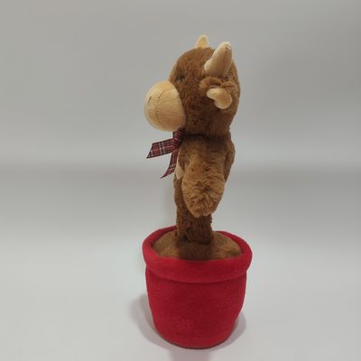 วัวไฮแลนด์ร้องเพลงและเต้นรำ